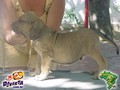 In Memorian - Fila Brasileiro Filhotes -  Canil Singular - Filhos Bridanino